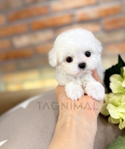Adorable tiny white puppy held gently in a hand with soft fur and warm lighting.