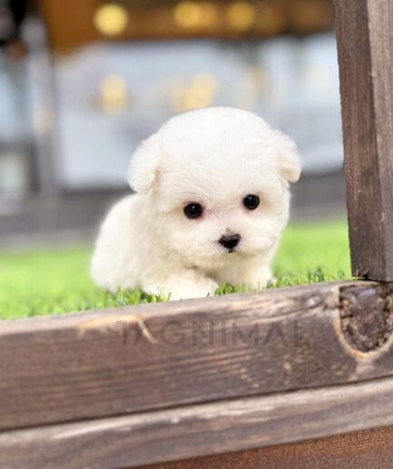 Adorable tiny white puppy standing on green grass with soft fluffy fur and curious eyes.