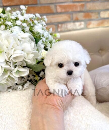 Adorable tiny white puppy resting on a hand with soft flowers in the background.
