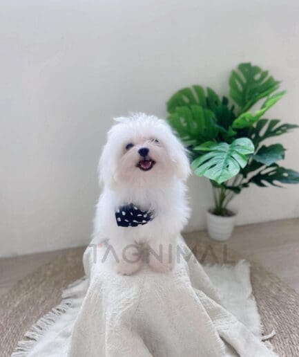Cute white Maltese dog sitting on beige blanket with blue polka dot bandana.
