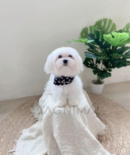Cute white Maltese dog with black polka dot bandana sitting on a cozy cream blanket.
