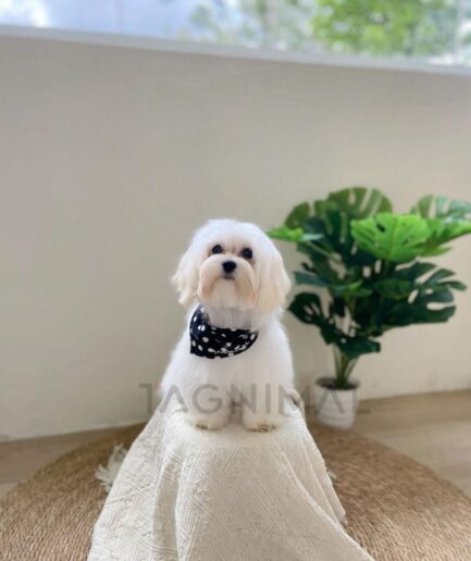 Cute white Maltese dog wearing black polka dot bandana sitting on beige blanket indoors.