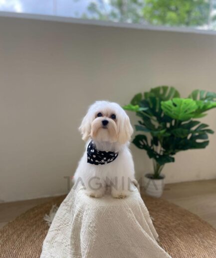 Cute white Maltese dog sitting on cream fabric with plant background in natural light.