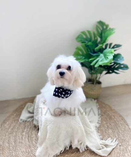 Cute white fluffy dog wearing polka dot bandana sitting on cozy blanket and jute rug.