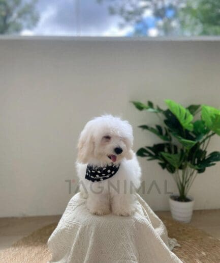 Cute white fluffy dog wearing polka dot bandana sitting on cozy blanket indoors.