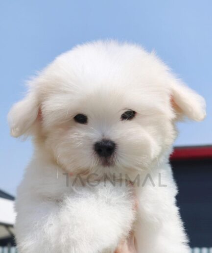 Fluffy white puppy held against bright blue sky on a sunny day.