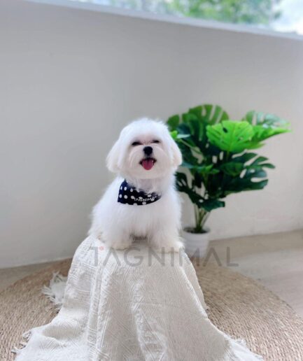 Cute white Maltese dog sitting on a cozy blanket with green plant in background.
