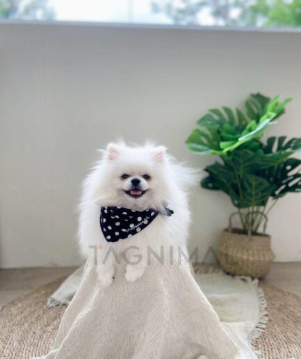 Fluffy white Pomeranian sitting on a cream blanket with black polka dot bandana.