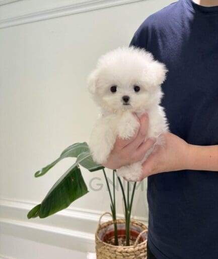 Tiny fluffy white puppy held gently in hand indoors with plant background.