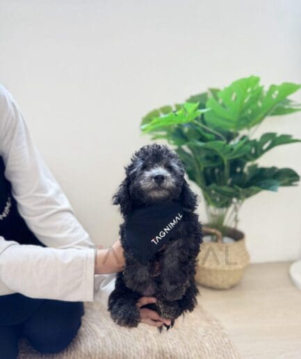 Cute black curly puppy wearing TAGNIMAL bandana held by owner indoors.