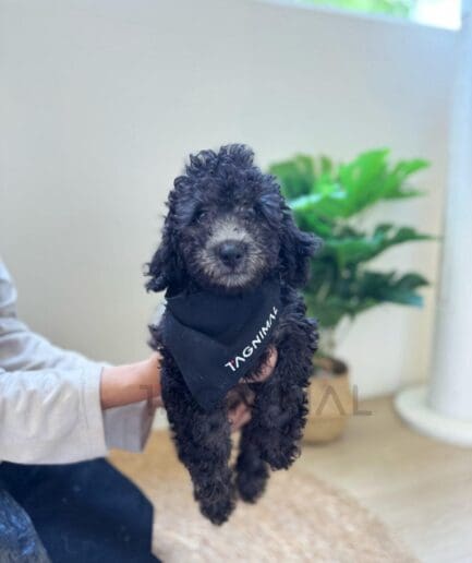 Adorable black curly-haired puppy wearing bandana held indoors with soft natural light.