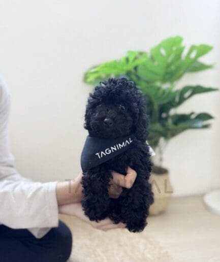 Adorable black poodle puppy wearing bandana being gently held indoors by owner.