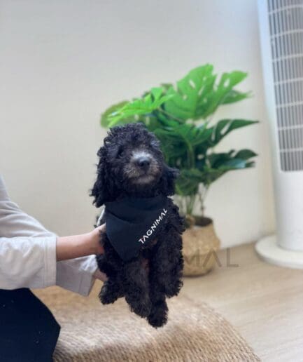 Cute black poodle puppy wearing bandana held by owner indoors.