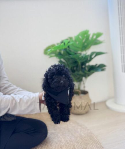 Cute black puppy being held indoors near green houseplant on light wooden floor.