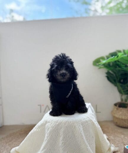 Adorable black curly puppy sitting on white blanket beside green houseplant indoors.