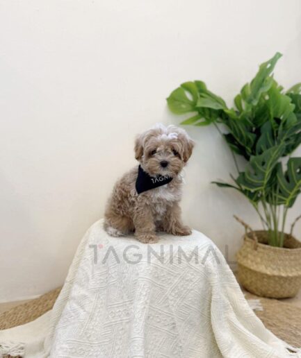 Cute brown poodle sitting on a white textured blanket beside a green indoor plant.