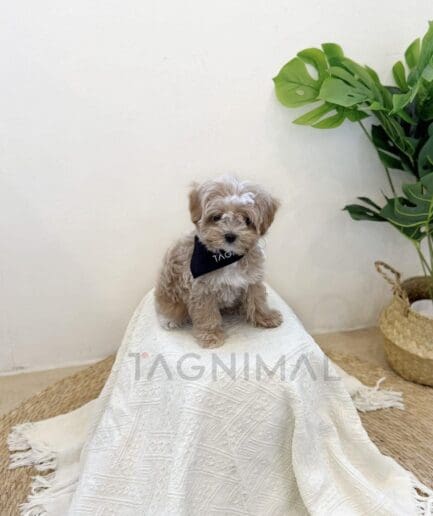 Cute caramel poodle puppy sitting on white blanket beside green indoor plant.