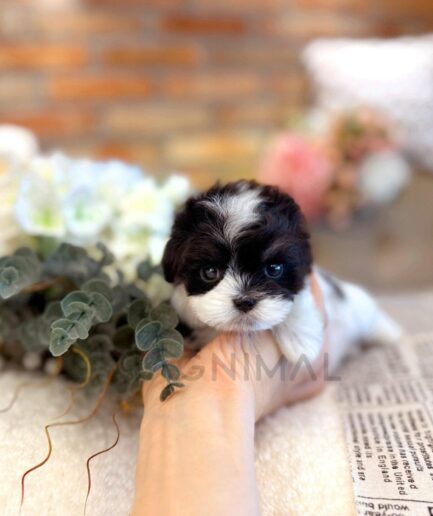 Adorable black and white puppy held in hand with soft floral background.