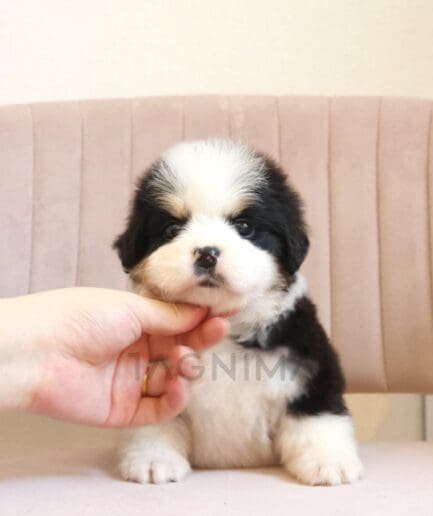 Adorable black and white puppy sitting on a pink chair with gentle human hand support.