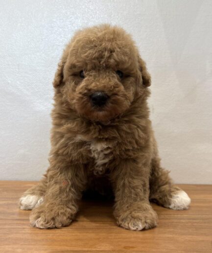 Adorable fluffy brown and white puppy sitting on wooden floor looking cute and curious.