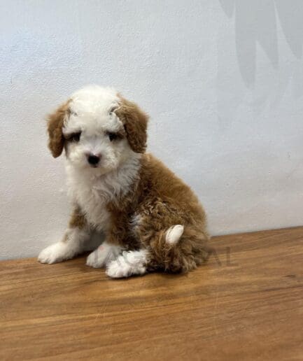 Adorable brown and white fluffy puppy sitting on wooden floor against plain white background.