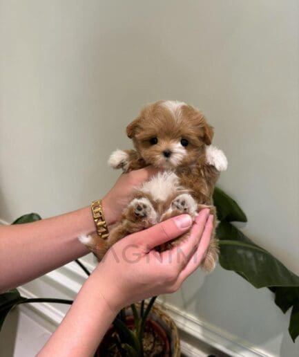 Adorable golden-brown and white puppy being gently held in loving hands indoors.