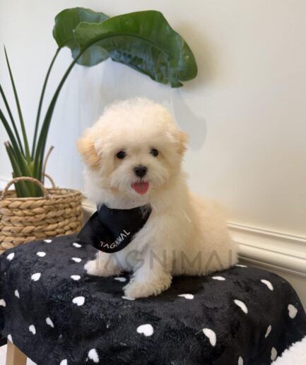 Adorable fluffy cream puppy on black stool with heart fabric and green plant background.
