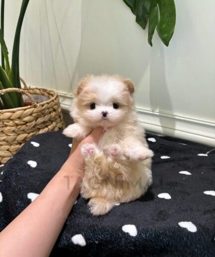 Adorable fluffy cream puppy sitting on a soft black blanket with white hearts.