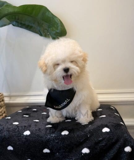 Fluffy cream puppy yawning on cozy heart blanket with black bandana.