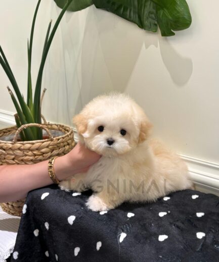 Fluffy cream puppy sitting on a black heart blanket with a gentle hand supporting its chin.