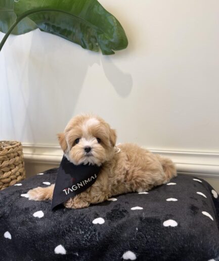 Adorable fluffy brown puppy resting on a polka dot blanket indoors.