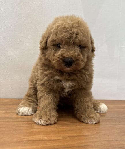 Adorable golden brown poodle puppy sitting on wooden surface against light wall.