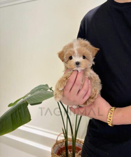 Person holding adorable caramel puppy with white markings and green plant in background.