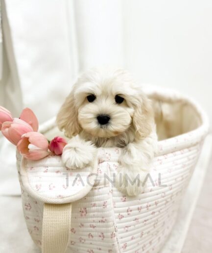 Adorable cream-colored puppy sitting in a floral basket with pink tulips on a white background.