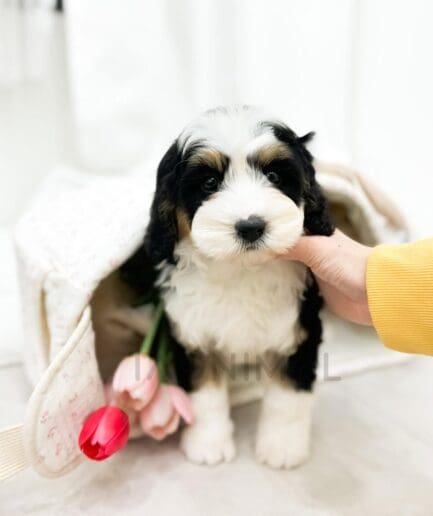 Adorable tricolor Bernedoodle puppy in soft bag with tulips and gentle human hand.
