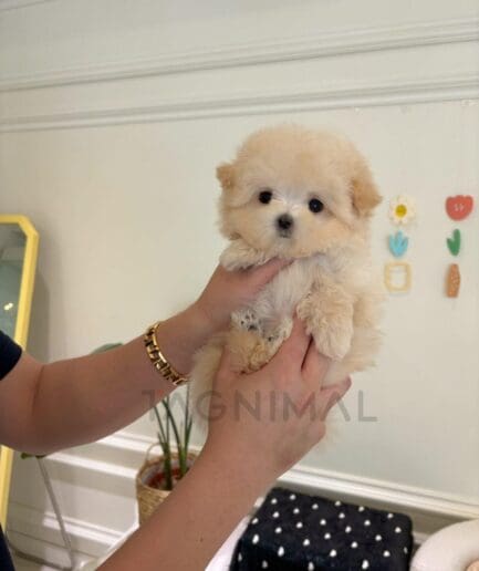 Adorable cream-colored puppy being gently held in hands indoors.