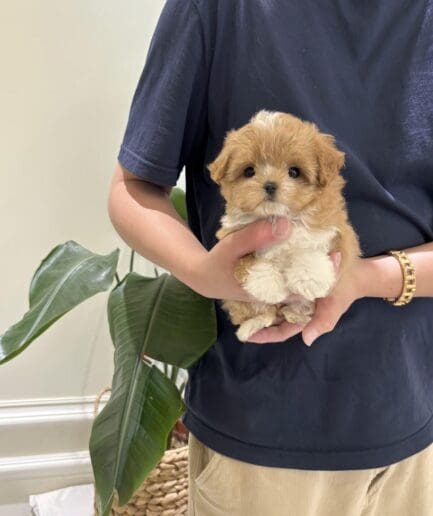 Person holding adorable fluffy brown and white puppy indoors with gentle hands and warm lighting.