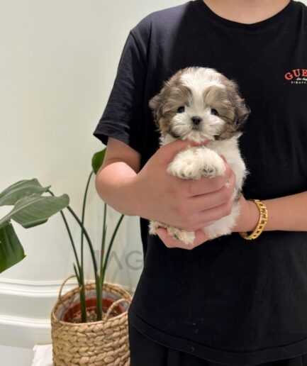 Person gently holding a fluffy light brown and white puppy indoors.