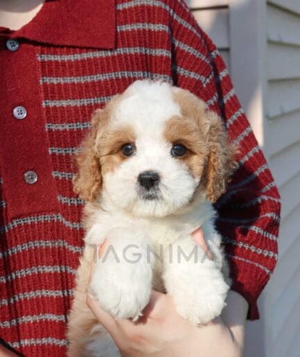 Adorable white and brown puppy held by person in red striped sweater outdoors.