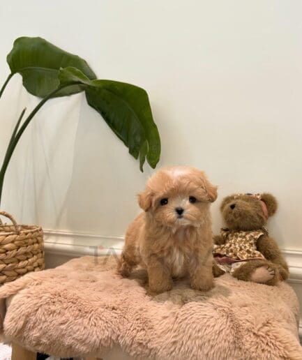 Adorable caramel puppy sitting on soft cushion beside teddy bear in cozy home setting.