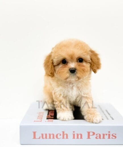 Adorable toy poodle puppy sitting on a large book titled Lunch in Paris.