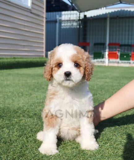 Adorable fluffy brown and white puppy sitting on green grass in a sunny backyard.