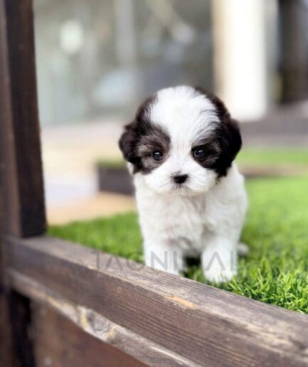 Adorable black and white puppy standing on green artificial grass outdoors.