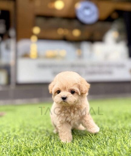 Adorable beige puppy walking on green grass in sunny outdoor setting.