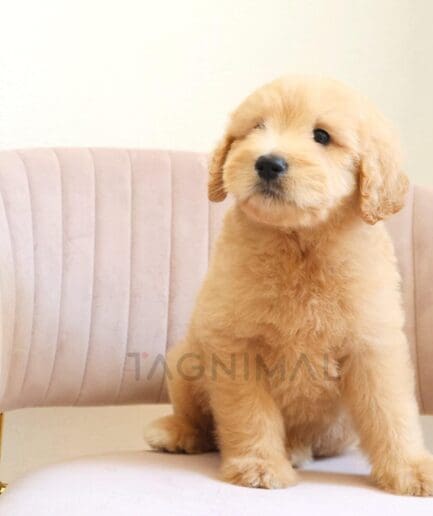 Adorable golden doodle puppy sitting on a soft pink velvet chair indoors.