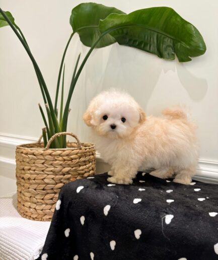 Fluffy cream puppy standing on black blanket beside woven basket and green indoor plant.