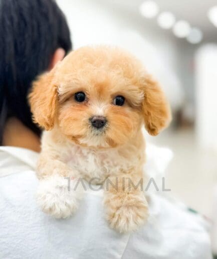 Adorable fluffy puppy resting on a person’s shoulder, cute small dog with soft curly fur.