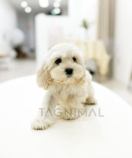 Adorable white fluffy puppy sitting on a clean white surface indoors.