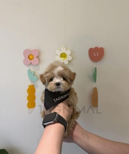 Adorable fluffy puppy wearing bandana held by hands against pastel wall decor.