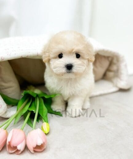 Adorable fluffy puppy with pink tulips on a soft white blanket.